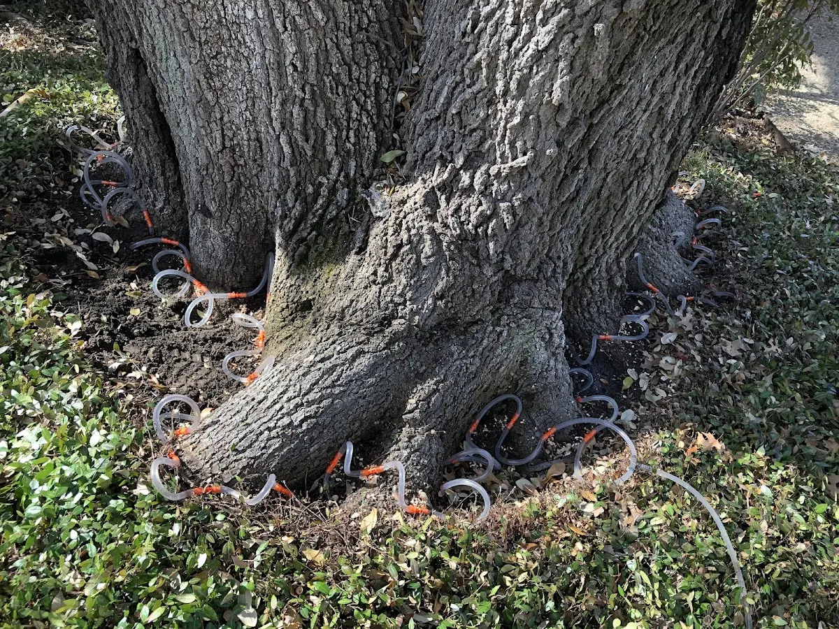 Detailed Tree Cabling and Bracing job site in Lyburn
