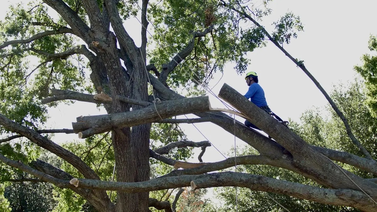 Professional Crown Thinning performed by certified arborists in Lyburn