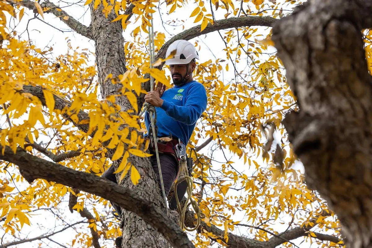 Skilled Tree Disease Treatment crew working in Lyburn